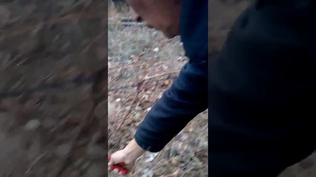 Обрезка на омоложение куста.Заброшенный виноградник смотреть онлайн