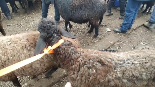 22.12.2022г БУЛОГБОШИ ТУМАНИ КУЛЛА ХАЙВОН КУЙ БОЗОРИ ЯАНГИ НАРХЛАР смотреть онлайн