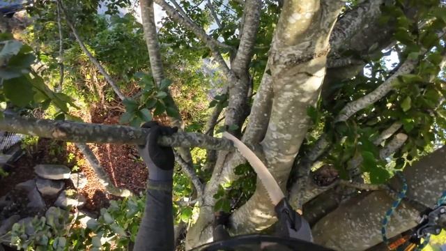 The Silky Zubat Ultimate - Perfect Arborist Handsaw?
