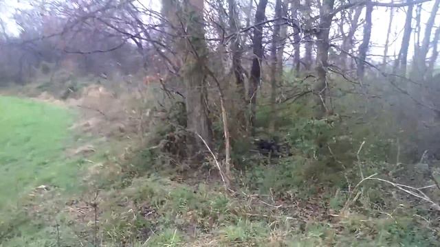 Crossties Beagles: Harley, Bella, Boojie смотреть онлайн
