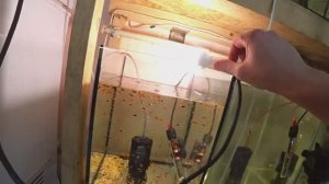 Запустил Гуппи в травник. Собрал большой выводок. Будни Аквариумиста.