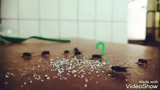 О чём думает муха? | WHAT UMAYU FLY? смотреть онлайн