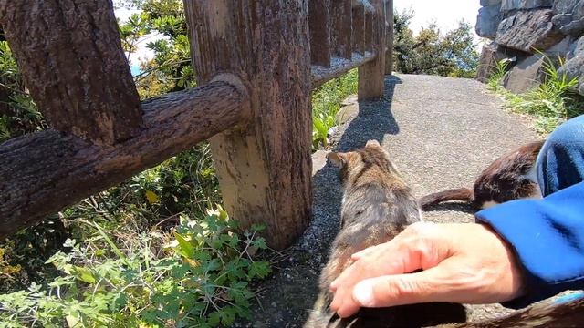 パーキングで出会った野良猫に近づいて挨拶するとお友達を紹介してくれた смотреть онлайн
