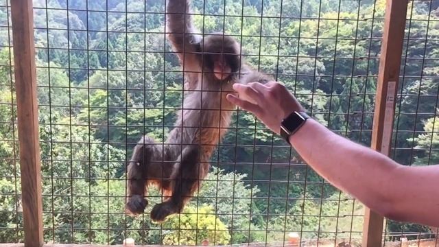 Monkey Business смотреть онлайн