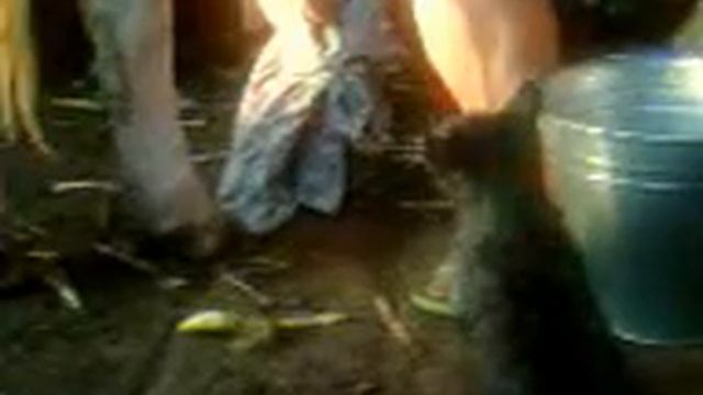 The cat drinks milk straight from the cow / Кошка пьет молоко прямо из под коровы смотреть онлайн