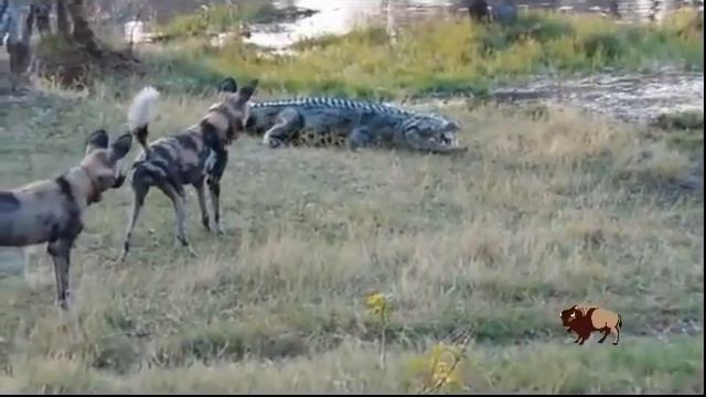 Most Amazing Wild Animal Attacks #6 lion, tiger, anaconda, Wild dogs, Eagle смотреть онлайн