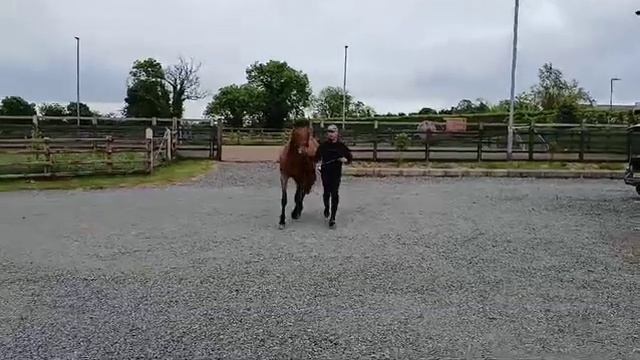 WhatsApp Video 2024 06 03 at 21 23 48 смотреть онлайн