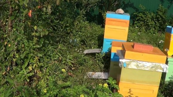 Породы пчел  Бахфаст и Карпатка