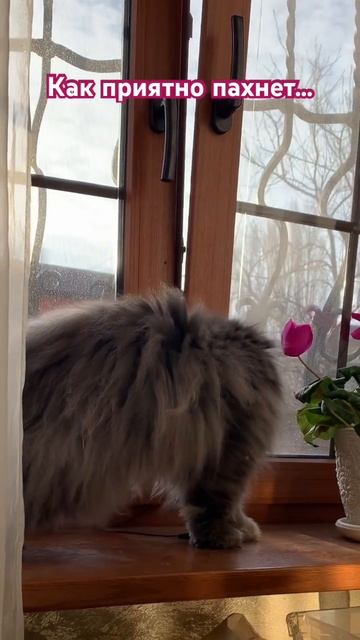 Как приятно пахнет… смотреть онлайн