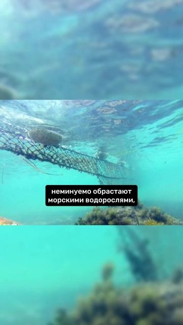 В Египте убирают защитные сетки от акул #shorts смотреть онлайн