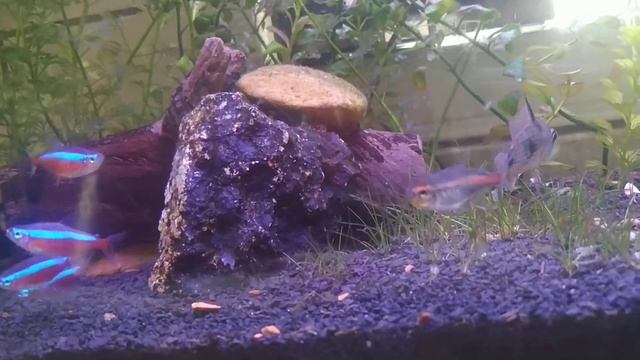 Um pouco da fauna do aquário de 40 litros смотреть онлайн