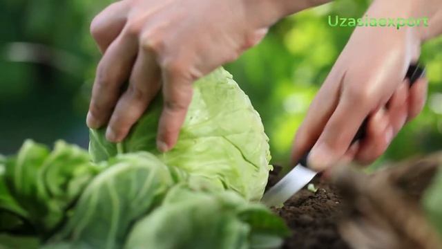 Cabbage смотреть онлайн