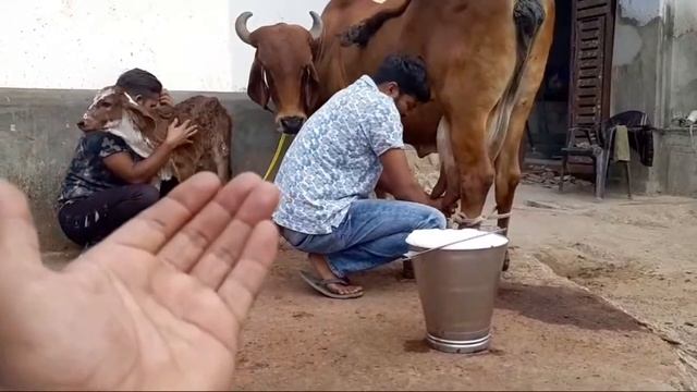 Gir Cow Aravali Dairy Form(aamir) 9414 7 45 465 смотреть онлайн