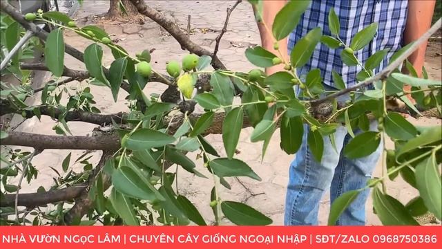 Cây Táo Tàu đang đậu quả rất sai tại Nhà Vườn Ngọc Lâm | Đt/Zalo 0923916866 - 0968750386 смотреть онлайн
