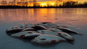 Зимняя рыбалка. Ловля плотвы на безмотылку "чёртик" на затоне реки Оки. Эпизод №2.