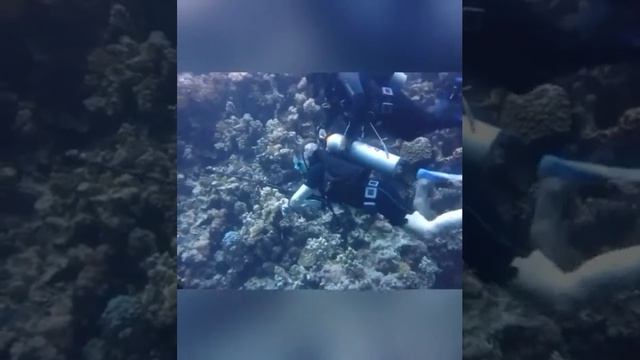 Погружение с Alfamarine 5000 смотреть онлайн