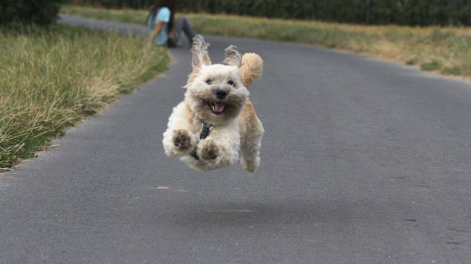 Торопыга. смотреть онлайн