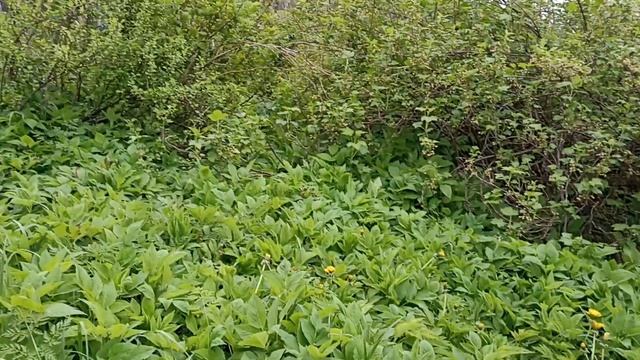 Клетня. Полезное под ногами. Собирайте пейте вкусно и лечебно. Одуванчик. смотреть онлайн