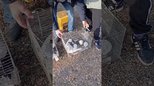 Ярмарка голубей г. Кореновск #pigeon #kabootar #голуби #kabutar #tauben #birds #любовьиголуби