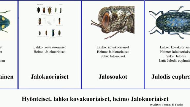 Hyönteiset, lahko kovakuoriaiset, heimo Jalokuoriaiset castiarina agrilus insect minuta giganteum смотреть онлайн