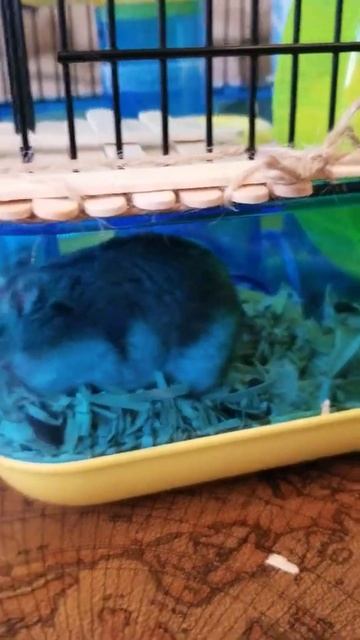 Russian Dwarf Hamster Vitaminka Hides Sunflower Seed in Pantry Хомяк Прячет Семечки смотреть онлайн