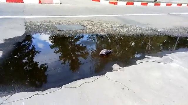 Голуби спасаются от жары смотреть онлайн
