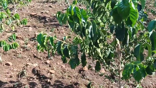 Coffee Farming Ridge: Rift-Valley, Kenya смотреть онлайн