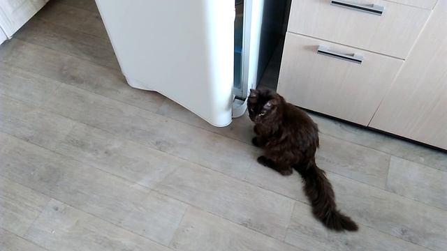 Кот в холодильнике смотреть онлайн