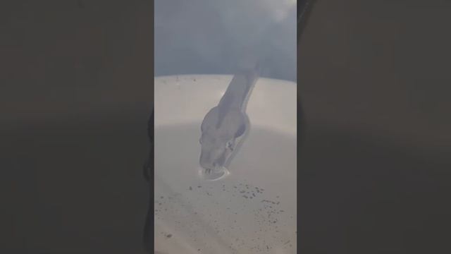 Удав пьёт воду.Императорский удав.Изольдушка пьёт воду.Красотищееее! смотреть онлайн