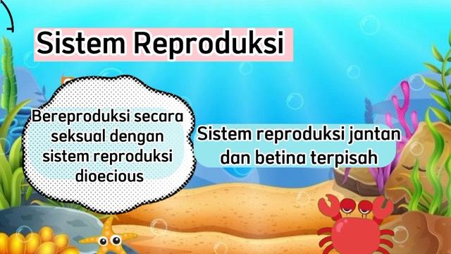 Genus Loligo (Cumi-cumi) смотреть онлайн