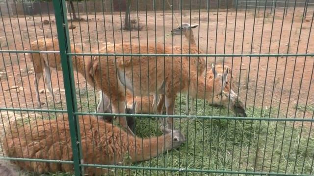 Отдыхаем на Майорке - Сафари парк - Safari park (Mallorca) смотреть онлайн