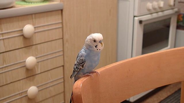 Волнистый попугай поет Budgerigar Sings Wellensittiche Singt