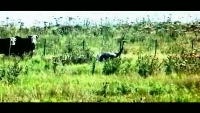 Grupo Pampa Natural - Ñandues смотреть онлайн