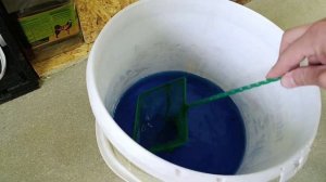 Что стало с рыбкой Петушок, которая заболела. Сапролегниоз. часть #2.