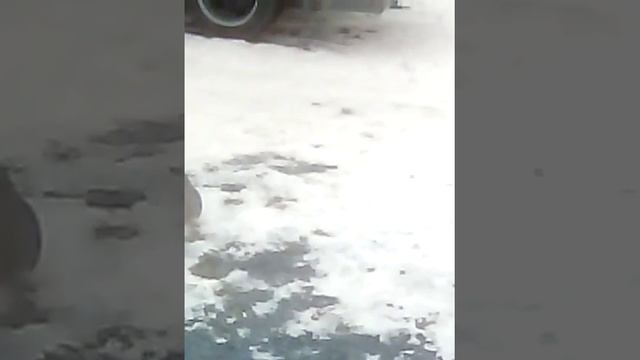 Куропатки гуляют во дворе смотреть онлайн