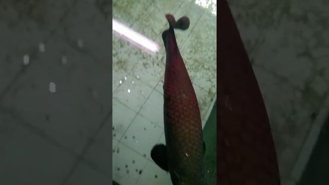 Big Fish ! from Amazon River | estimated weight 100-150 Kgs. #amazing #mamals #animals #shortvideo смотреть онлайн