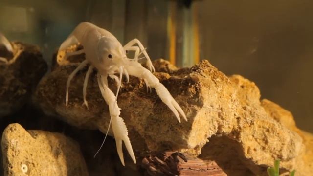Флоридские Раки как ухажывать смотреть онлайн