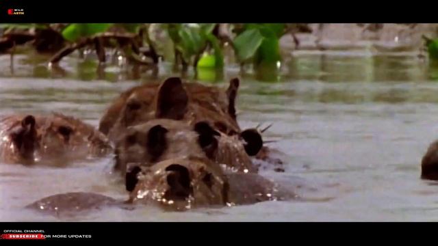 Anaconda | The Amazon's scariest wildlife [4K] WILD Earth смотреть онлайн