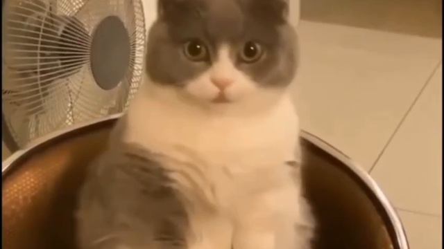 Милый котик ТГ @SaveAllShortsbot смотреть онлайн