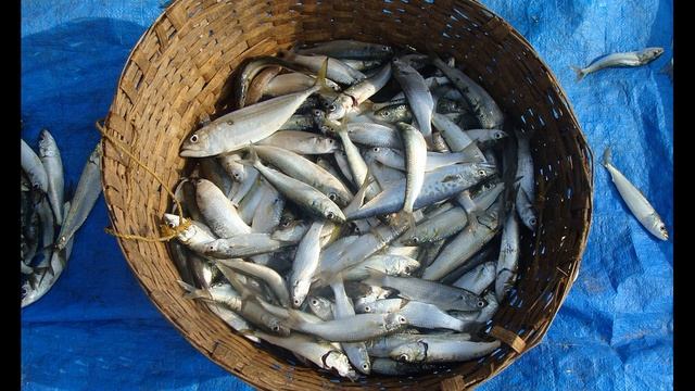 Омега-три жирные кислоты, Пребиотическая активность, Влияние на поведение смотреть онлайн