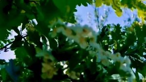 Найкраща українська музика…МАРИНА ПОЛОНЧАК - Весна