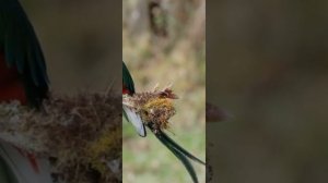 Birds 🌐 Птицы ✔️ Nature ☑️ Живая Природа ✅ Vertical Video ✴️ Вертикальное Видео 🔆