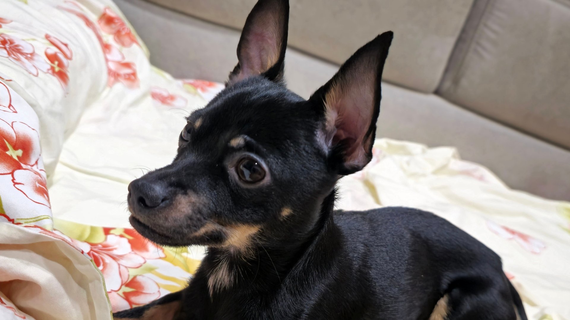 Русский Той Тимофей заботится о щенках) смотреть онлайн