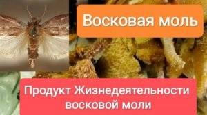 Огнёвка. Восковая моль / Как развести