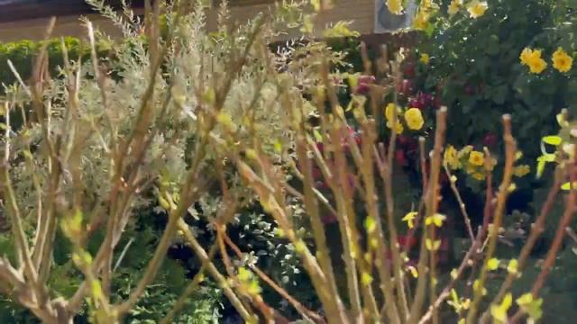 Как и когда правильно обрезать ИВУ  на штамбе, опыт и советы Юли (Кубань)