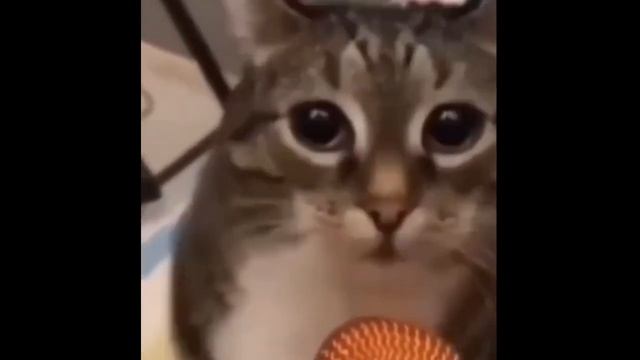 Раша наша 1 час