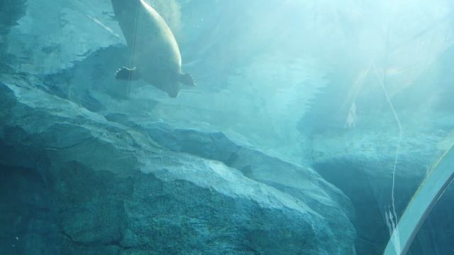 Relaxing Seals Video with Music | Морские котики | முத்திரைகள் | Selos | Tiivisteet | الأختام смотреть онлайн