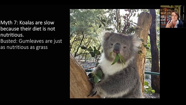 Koala: A Natural History and an Uncertain Future (Science on Tap OR WA) смотреть онлайн
