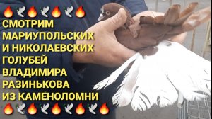 🔥🔥🔥 Смотрим мариупольских и николаевских голубей Разинькова Владимира из Каменоломни.