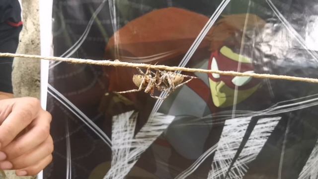 NAG TATALSIKAN(SPIDER FIGHT IN THE PHILIPPINES) смотреть онлайн